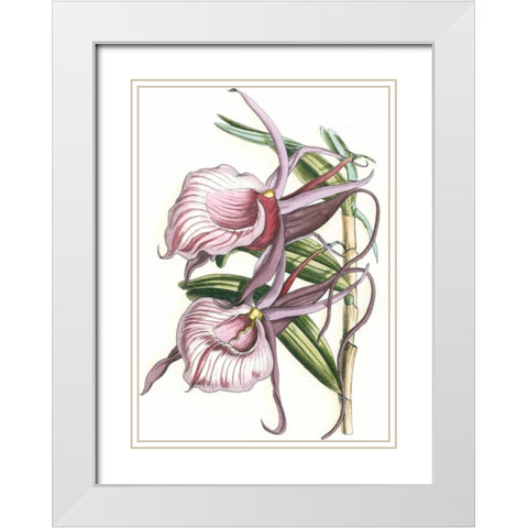 Lilac Orchid IV White Modern Wood Framed Art Print with Double Matting by Vision Studio