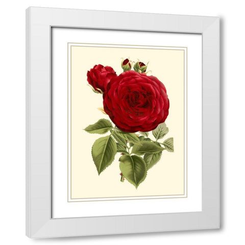 Magnificent Rose I White Modern Wood Framed Art Print with Double Matting by Van Houtte