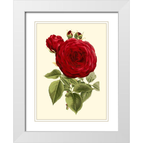 Magnificent Rose I White Modern Wood Framed Art Print with Double Matting by Van Houtte
