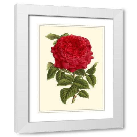 Magnificent Rose II White Modern Wood Framed Art Print with Double Matting by Van Houtte