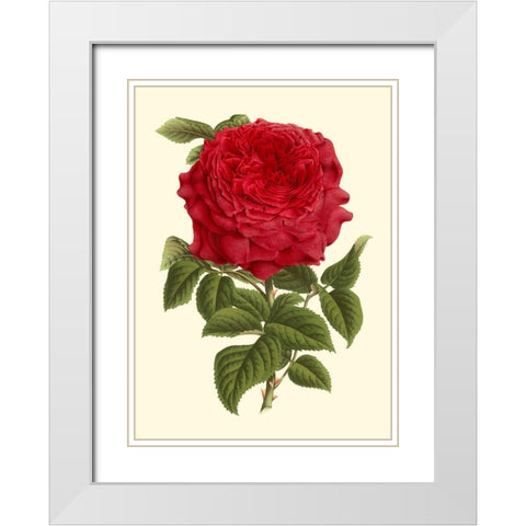 Magnificent Rose II White Modern Wood Framed Art Print with Double Matting by Van Houtte