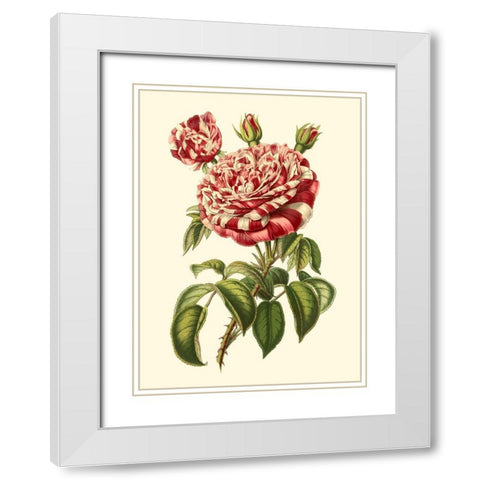 Magnificent Rose VI White Modern Wood Framed Art Print with Double Matting by Van Houtte