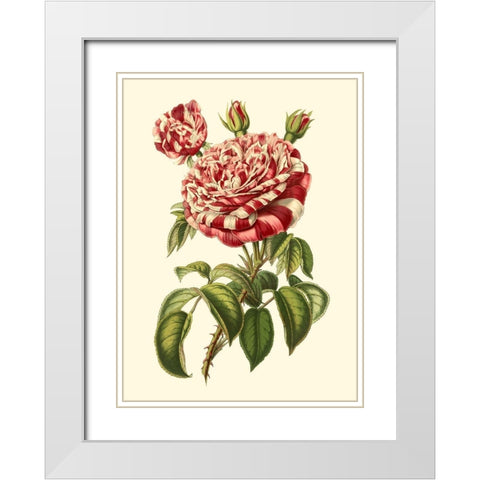 Magnificent Rose VI White Modern Wood Framed Art Print with Double Matting by Van Houtte