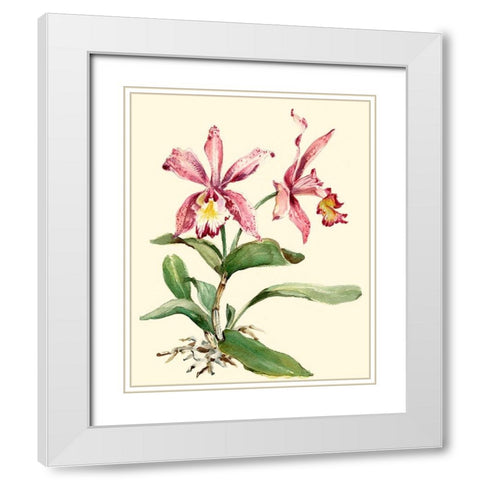 Pink Cattleya Orchid White Modern Wood Framed Art Print with Double Matting by Waldman, Joy