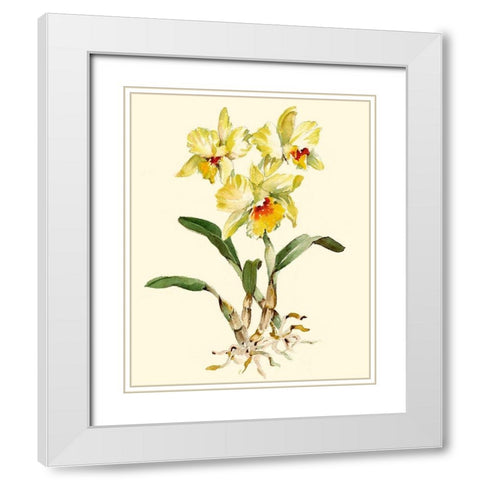 Yellow Cattleya Orchid White Modern Wood Framed Art Print with Double Matting by Waldman, Joy