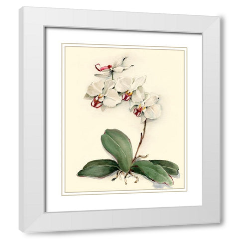 Phalaenopsis Red Throat Orchid White Modern Wood Framed Art Print with Double Matting by Waldman, Joy