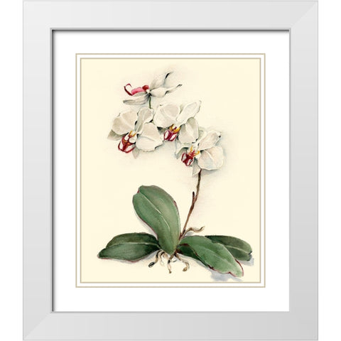 Phalaenopsis Red Throat Orchid White Modern Wood Framed Art Print with Double Matting by Waldman, Joy