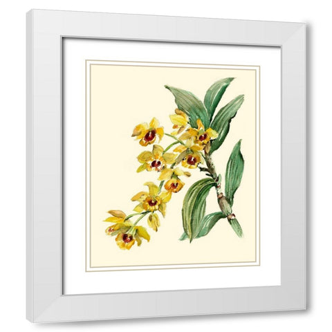 Dendrobium Orchid White Modern Wood Framed Art Print with Double Matting by Waldman, Joy