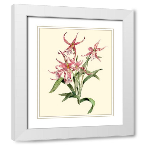 Mittassia Hybrid Orchid White Modern Wood Framed Art Print with Double Matting by Waldman, Joy