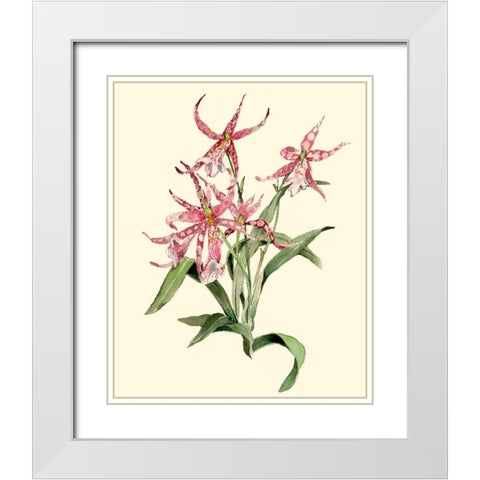 Mittassia Hybrid Orchid White Modern Wood Framed Art Print with Double Matting by Waldman, Joy