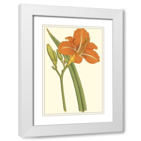 Lily Varieties I White Modern Wood Framed Art Print with Double Matting by Curtis