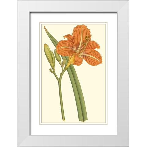 Lily Varieties I White Modern Wood Framed Art Print with Double Matting by Curtis
