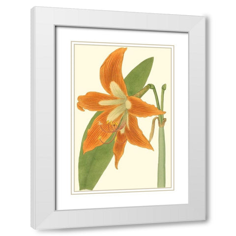 Lily Varieties II White Modern Wood Framed Art Print with Double Matting by Curtis