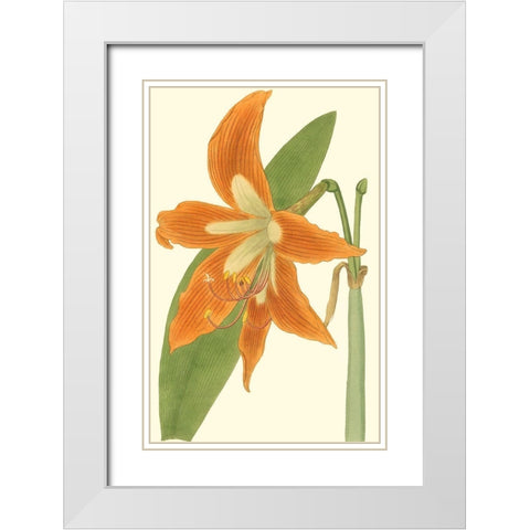 Lily Varieties II White Modern Wood Framed Art Print with Double Matting by Curtis