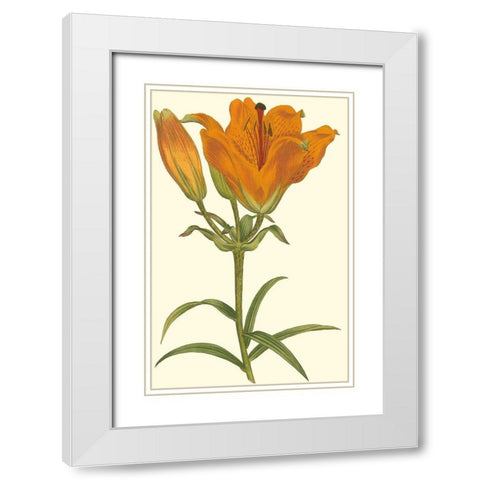 Lily Varieties III White Modern Wood Framed Art Print with Double Matting by Curtis