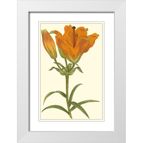 Lily Varieties III White Modern Wood Framed Art Print with Double Matting by Curtis