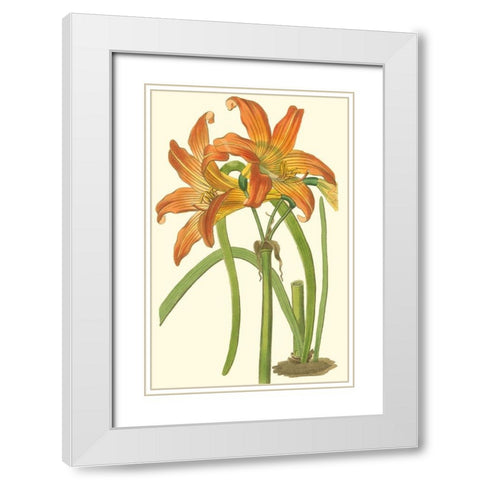 Lily Varieties IV White Modern Wood Framed Art Print with Double Matting by Curtis