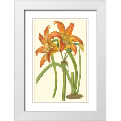 Lily Varieties IV White Modern Wood Framed Art Print with Double Matting by Curtis