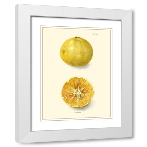Tangelo White Modern Wood Framed Art Print with Double Matting by Unknown