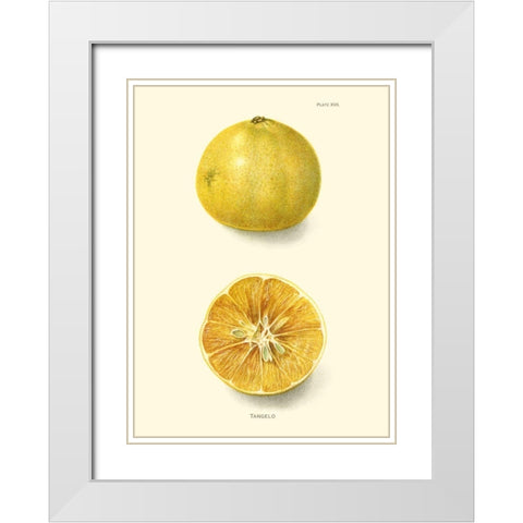 Tangelo White Modern Wood Framed Art Print with Double Matting by Unknown