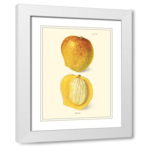 Mango White Modern Wood Framed Art Print with Double Matting by Unknown