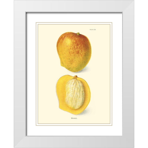 Mango White Modern Wood Framed Art Print with Double Matting by Unknown