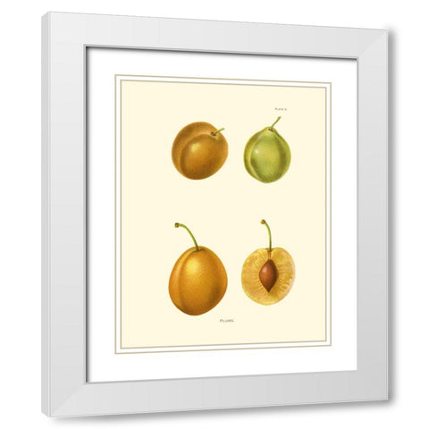 Plums I White Modern Wood Framed Art Print with Double Matting by Unknown