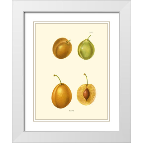 Plums I White Modern Wood Framed Art Print with Double Matting by Unknown