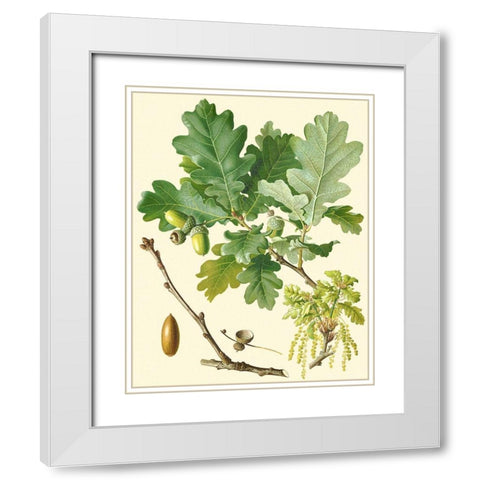 Acorns and Foliage II White Modern Wood Framed Art Print with Double Matting by Vision Studio