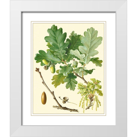 Acorns and Foliage II White Modern Wood Framed Art Print with Double Matting by Vision Studio