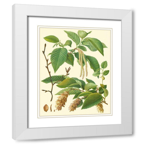 Pinecones and Foliage I White Modern Wood Framed Art Print with Double Matting by Vision Studio