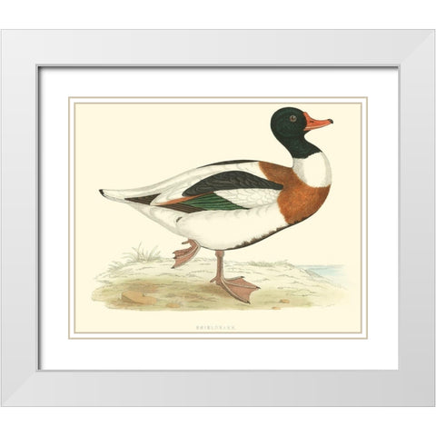 Shieldrake White Modern Wood Framed Art Print with Double Matting by Vision Studio