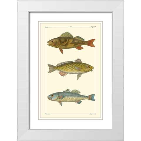 Freshwater Fish I White Modern Wood Framed Art Print with Double Matting by Pretre