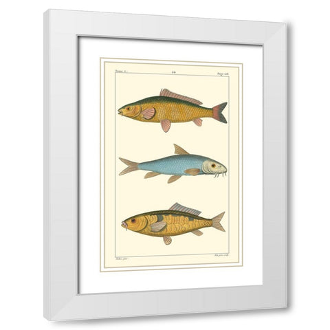 Freshwater Fish II White Modern Wood Framed Art Print with Double Matting by Pretre