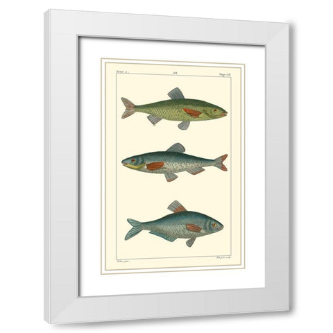 Freshwater Fish III White Modern Wood Framed Art Print with Double Matting by Pretre