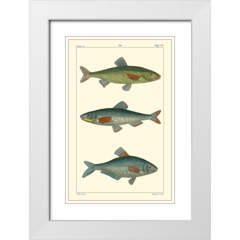 Freshwater Fish III White Modern Wood Framed Art Print with Double Matting by Pretre