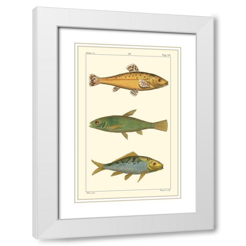 Freshwater Fish IV White Modern Wood Framed Art Print with Double Matting by Pretre