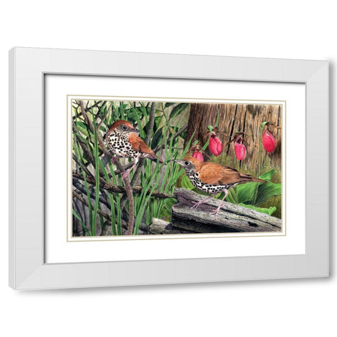 Thrush White Modern Wood Framed Art Print with Double Matting by Dornish, Al