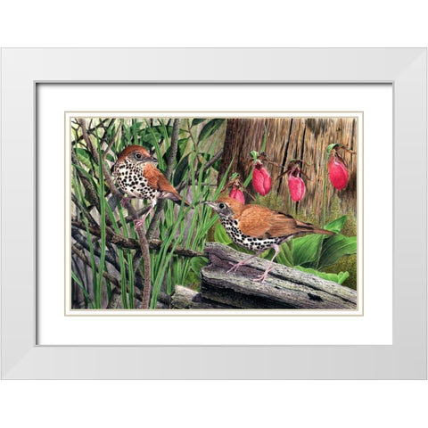 Thrush White Modern Wood Framed Art Print with Double Matting by Dornish, Al