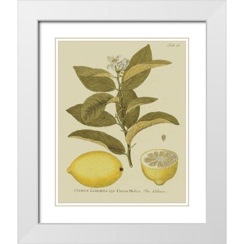 Antique Lemon White Modern Wood Framed Art Print with Double Matting by Unknown