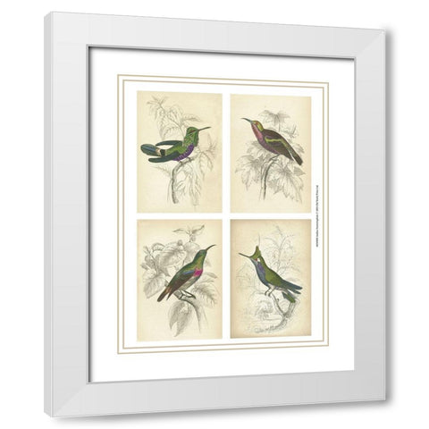 Jardine Hummingbirds White Modern Wood Framed Art Print with Double Matting by unknown
