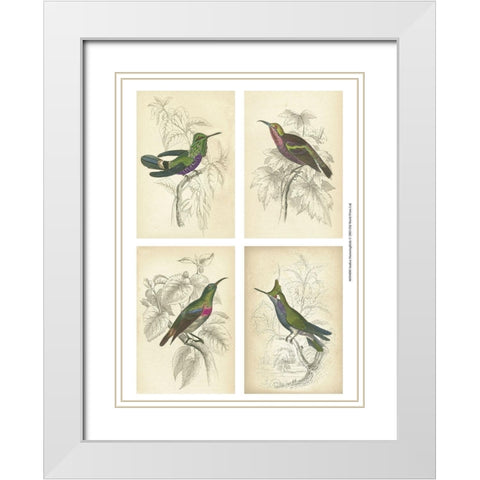 Jardine Hummingbirds White Modern Wood Framed Art Print with Double Matting by unknown
