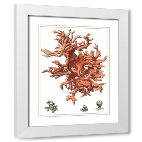 Red Coral (N) III White Modern Wood Framed Art Print with Double Matting by Vision Studio
