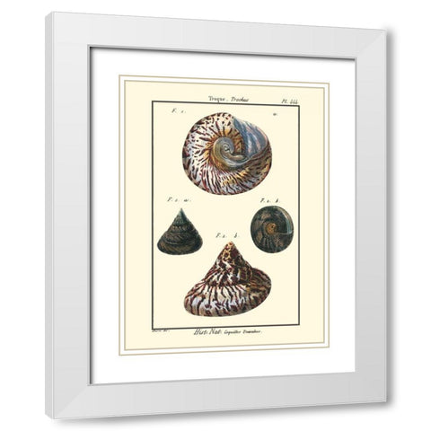 Sea Shells II White Modern Wood Framed Art Print with Double Matting by Diderot, Denis