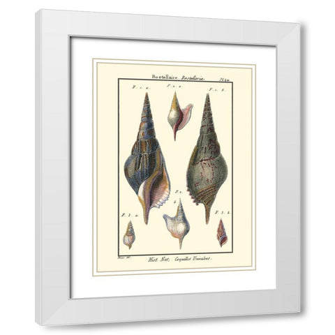 Sea Shells III White Modern Wood Framed Art Print with Double Matting by Diderot, Denis