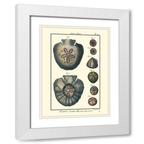 Sea Shells V White Modern Wood Framed Art Print with Double Matting by Diderot, Denis