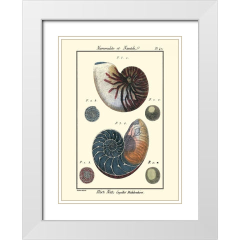 Sea Shells VI White Modern Wood Framed Art Print with Double Matting by Diderot, Denis
