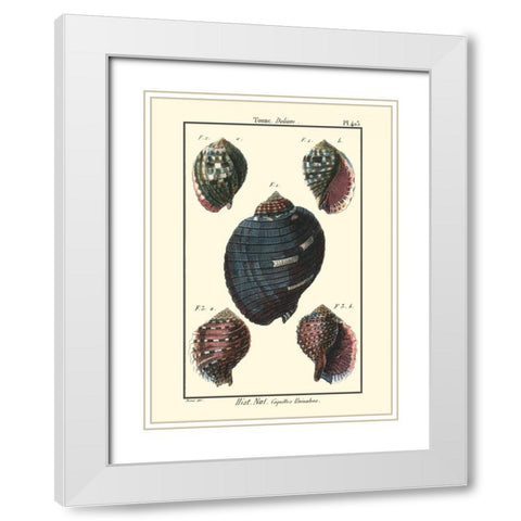 Sea Shells VII White Modern Wood Framed Art Print with Double Matting by Diderot, Denis