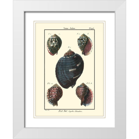 Sea Shells VII White Modern Wood Framed Art Print with Double Matting by Diderot, Denis