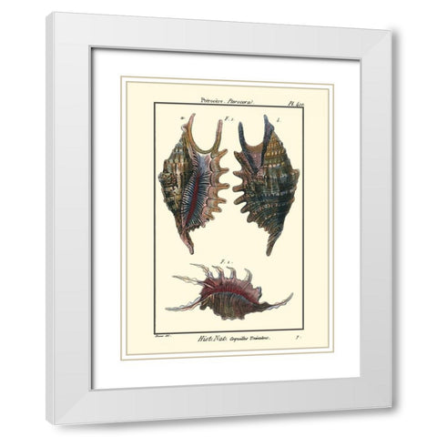 Sea Shells VIII White Modern Wood Framed Art Print with Double Matting by Diderot, Denis